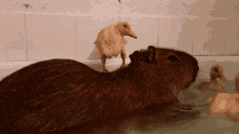 10.gif