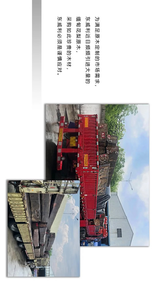 走進東威利整裝，探尋緬甸花梨