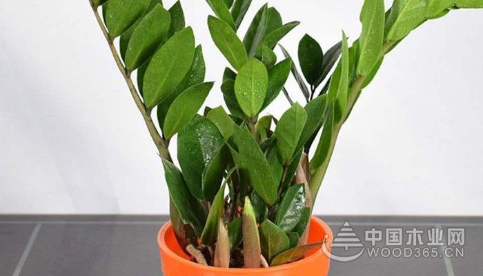 簡單有效的5種招財方法