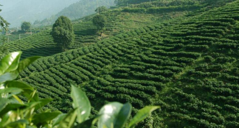 海鑫堂茶业加盟