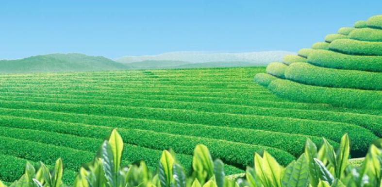 瑞龙茶业加盟 瑞龙茶业加盟
