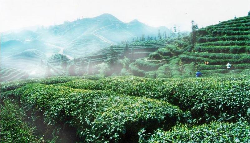 早白尖茶业加盟