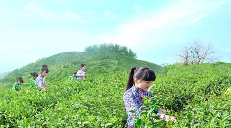 九华山茶业加盟