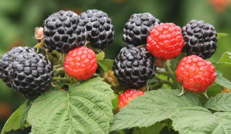 宏方德食品添加剂加盟