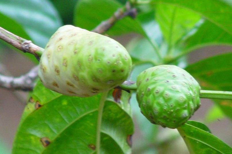 东山区诺丽食品加盟