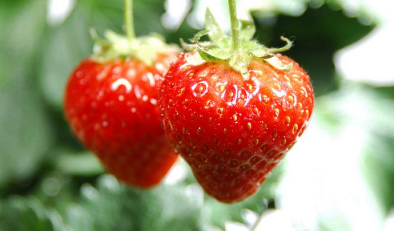 陈五合格品水果加盟