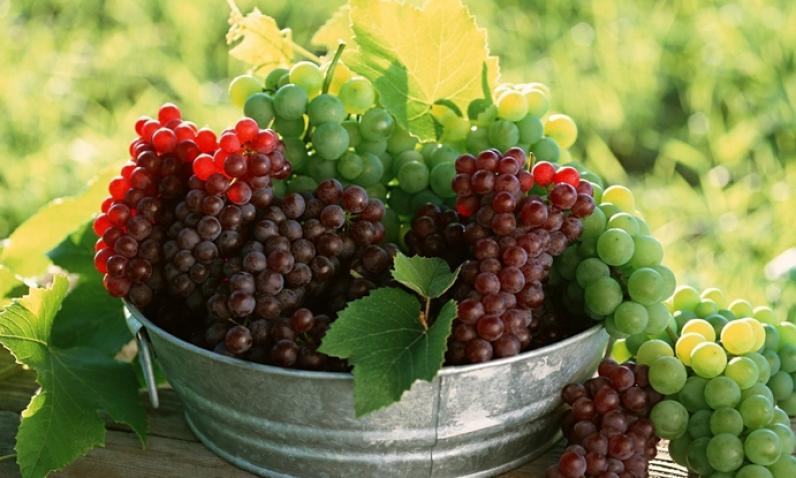 成成果园加盟 成成果园加盟