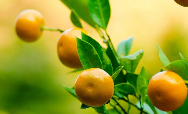 诚扬水果超市加盟