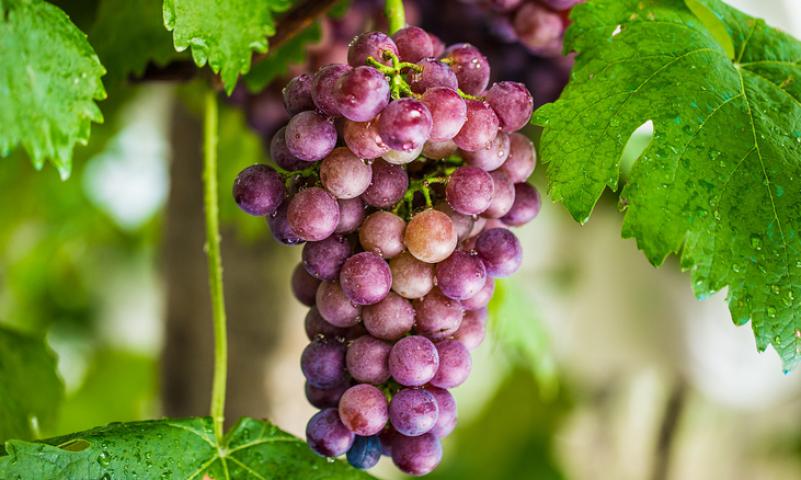 诚壹葡萄加盟 诚壹葡萄加盟