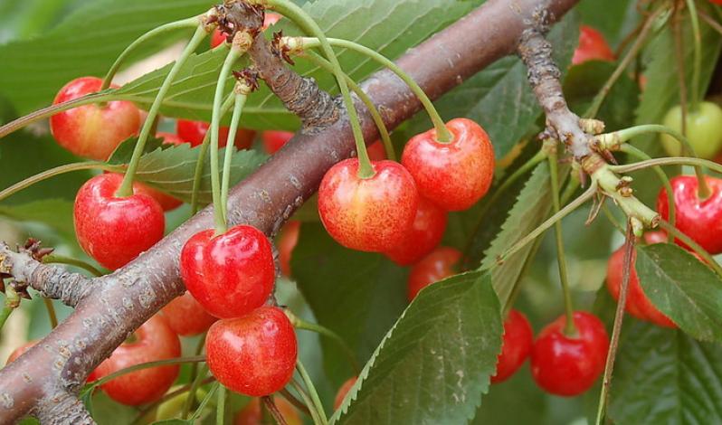 诚意水果超市加盟