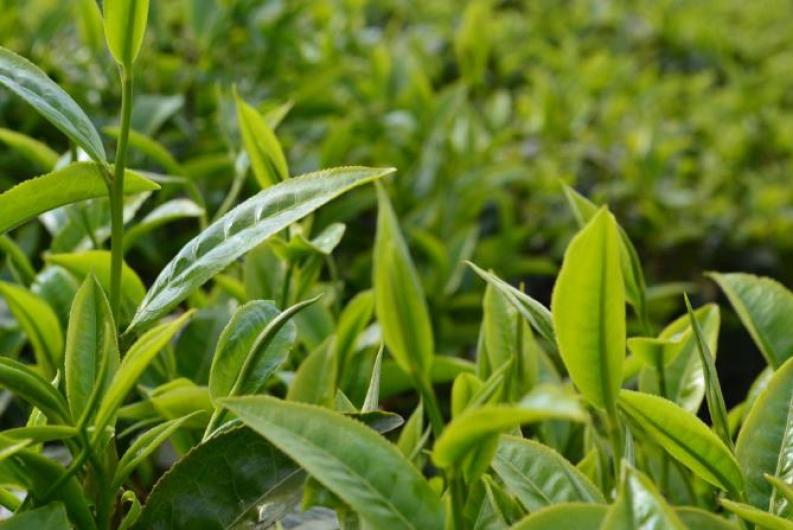 崇源观江茶楼加盟 崇源观江茶楼加盟