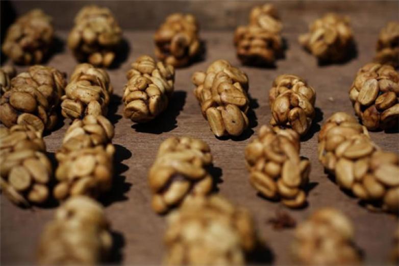 麝香猫咖啡加盟