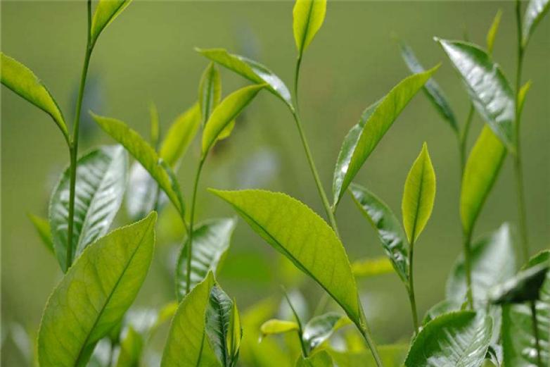 万生堂茶礼加盟