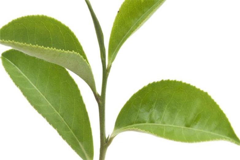 韵华轩园茶叶加盟