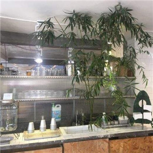 野草莓自由市场加盟