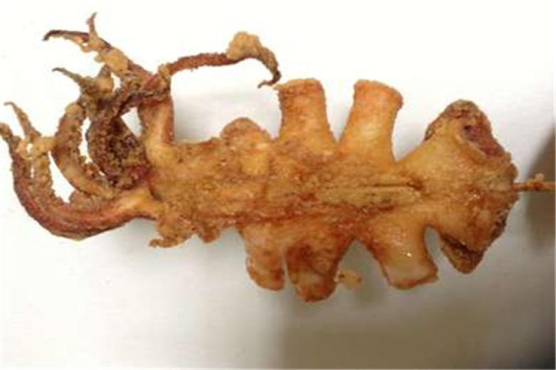 甜贵人愤怒大鱿鱼加盟