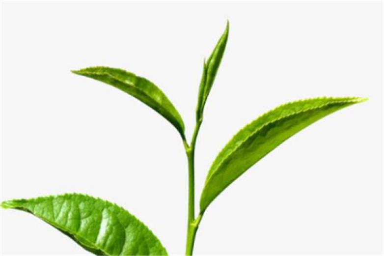 品品香茶叶加盟