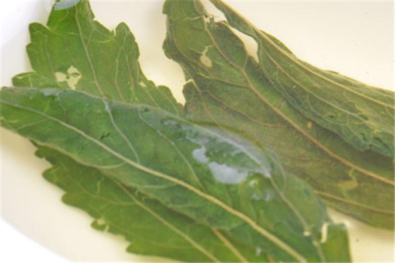 香州甜菊制品加盟