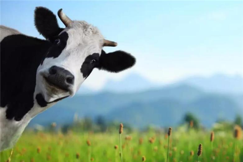 现代牧业牛奶加盟