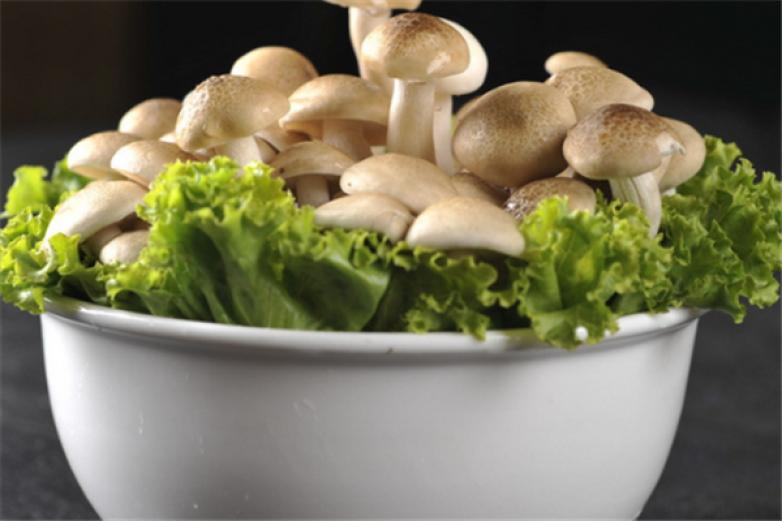 滋麻官火锅加盟