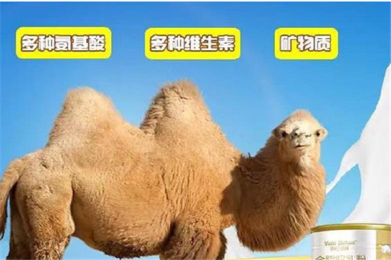 莱咔美骆驼奶加盟