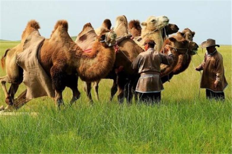 莱咔美骆驼奶加盟