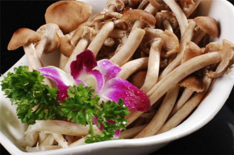 蘑菇宴音乐火锅加盟