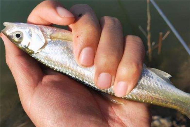 白条鱼养殖加盟