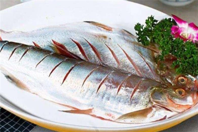 白条鱼养殖加盟