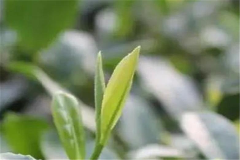 爱上魔法师加盟