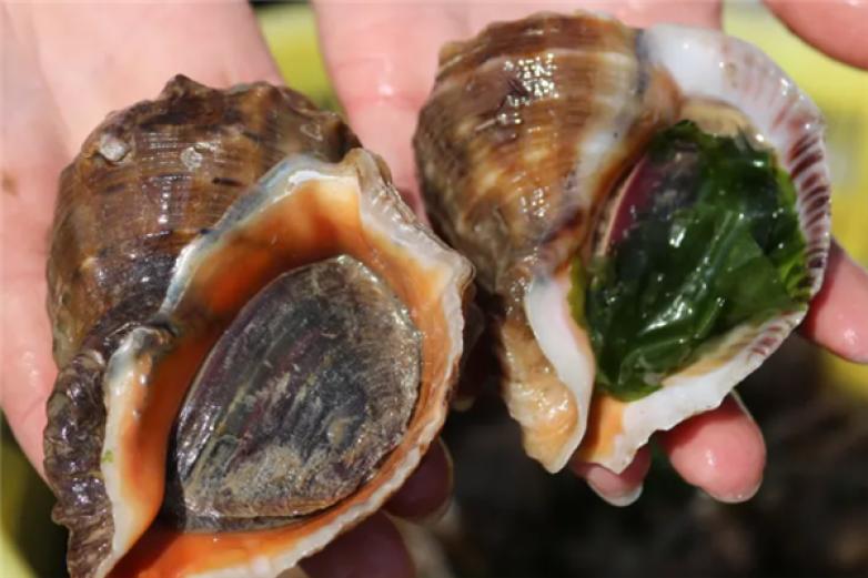 田横海产品加盟